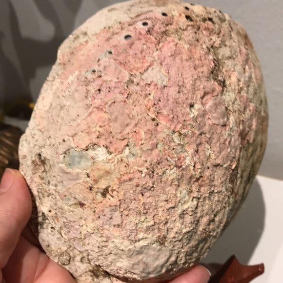 Beautiful Blue Shell Beautiful Stand Coastal Decor FINAL SALE - Picture 8 of 9